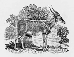 Wood-Goat (Bewick)