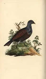 Wood grouse, Tetrao urogallus