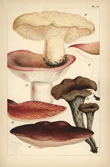 Mordecaicubittcooke Prints: Wood hedgehog, flirt, beefsteak mushroom