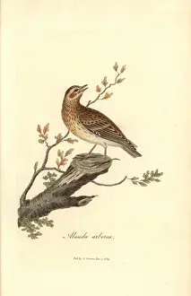 Lark Prints: Wood lark, Lullula arborea