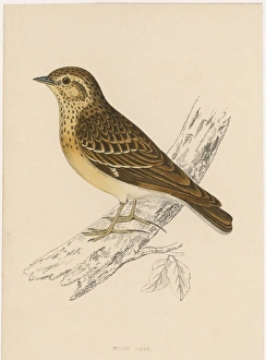 Alauda Gallery: Wood Lark (Morris)