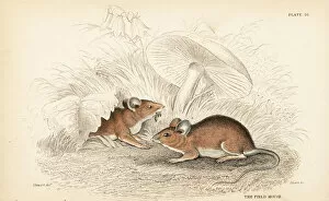 Apodemus Gallery: Wood mouse, Apodemus sylvaticus