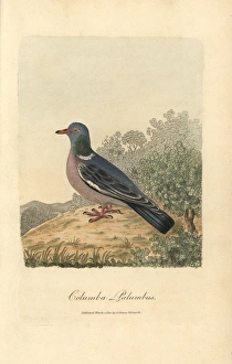 1811 Gallery: Wood pigeon, Columba palumbus