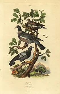 Wood pigeon, common pigeon and turtle dove