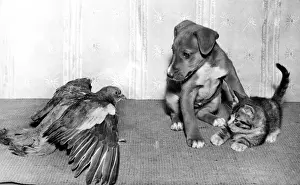 Wood Pigeon, Pup and Kitten