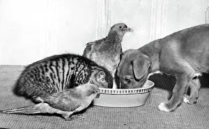 Parrots Prints: Wood Pigeon, Pup, Kitten and Parakeet