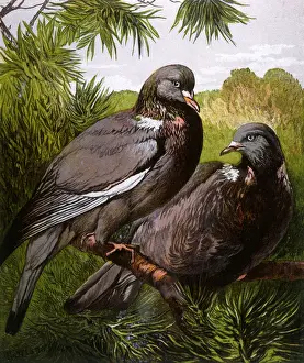 Wood pigeons
