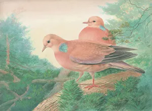 Wood Pigeons