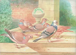 Wood Pigeons and one Feral Pigeon British Birds