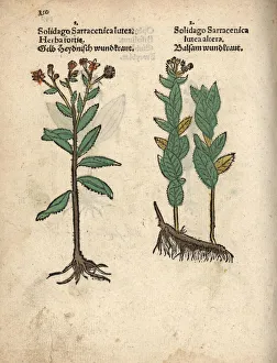 Altera Gallery: Wood ragwort, Senecio ovatus