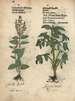 Pirate Prints: Wood sage, Teucrium scorodonia, and red mint