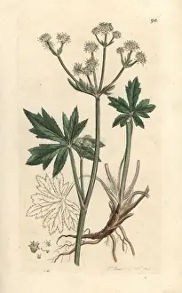 Wood sanicle, Sanicula europaea