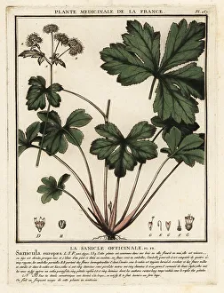 Wood sanicle, Sanicula europaea