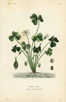 Acetosella Gallery: Wood sorrel, Oxalis acetosella