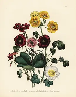 Jane Prints: Wood-sorrel or Oxalis species