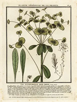 Wood spurge, Euphorbia amygdaloides