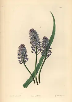 Squill Prints: Wood squill, Scilla siberica