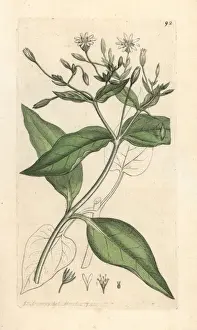 Stellaria Prints: Wood stichwort, Stellaria nemorum
