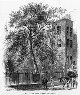 Wood Street Tree
