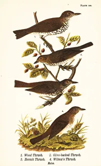 Charadrius Prints: Wood thrush, Swainsons thrush, hermit thrush