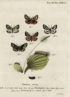 Phalaena Collection: Wood tiger moth, Parasemia plantaginis