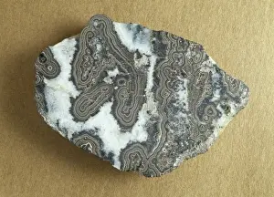Oxide Prints: Wood tin, variety of cassiterite