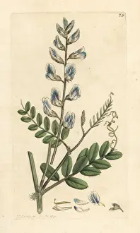 Wood vetch, Vicia sylvatica