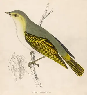 Warbler Prints: Wood Warbler