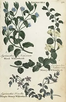 Joshuahamilton Prints: Wood willowherb, money willowherb and bog pimpernel