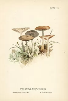 Mushroom Collection: Wood woollyfoot, Gymnopus peronatus