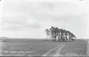 Woodbury Prints: Woodbury Common