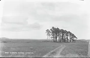 Woodbury Prints: Woodbury Common - Judges Ltd