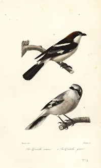 Fournier Prints: Woodchat shrike and great grey shrike