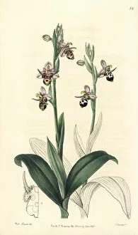 Lindley Collection: Woodcock bee-orchid, Ophrys scolopax subsp. cornuta