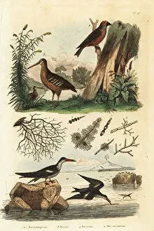 Guerin Meneville Collection: Woodcock, red crossbill and black skimmer