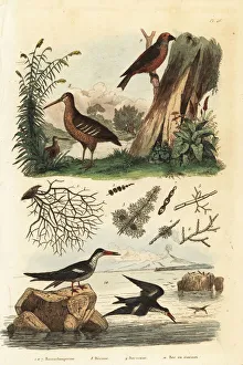 Niger Gallery: Woodcock, red crossbill and black skimmer