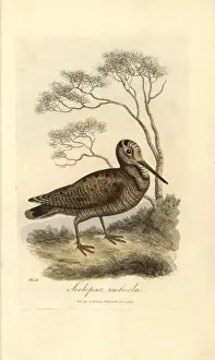 Scolopax Prints: Woodcock, Scolopax rusticola