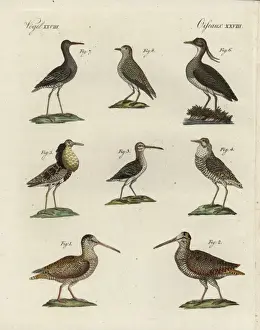 Snipe Prints: Woodcock, snipe, ruff, lapwing, sanderling