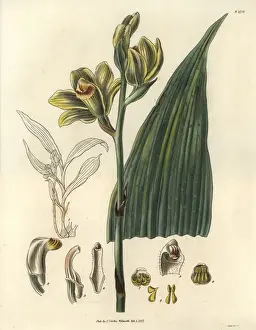 Flavus Prints: Woodfordian bletia orchid with yellow-green