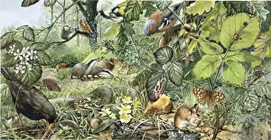 Blackbird Prints: Woodland animals