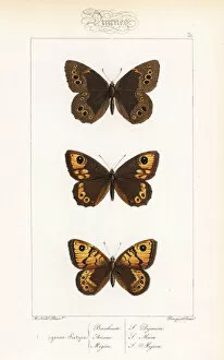 Woodland brown, large brown wall and wall butterfly