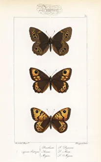 Alexis Collection: Woodland brown, large brown wall and wall butterfly