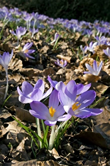 Images Dated 2010 March: 16 Mar 2010