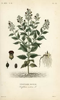 Debray Collection: Woodland figwort, Scrophularia nodosa