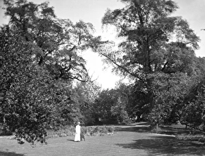 Images Dated 4th March 2015: Woodland garden, Grove House, Bamford, Derbyshire