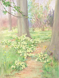 Andrews Gallery: Woodland - Gardens