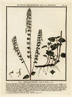 Woodland germander, Teucrium scorodonia
