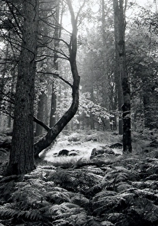 Cumbrian Gallery: Woodland glade, Lake District, England