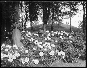 Wood Land Prints: Woodland Rhododendrons