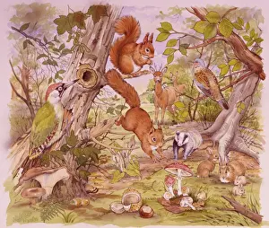 Woodland scene